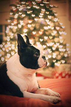 a black and white dog laying on top of a bed next to a christmas tree