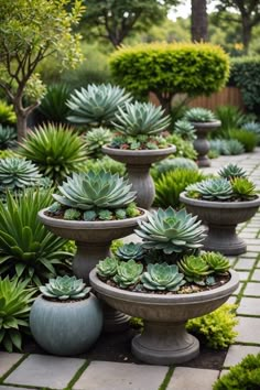 many potted succulents are arranged in the garden