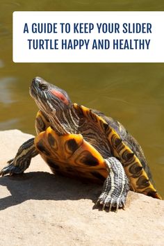 a turtle sitting on top of a rock next to water with the words, a guide to keep your slider turtle happy and healthy