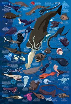 an illustrated poster showing different types of sea animals