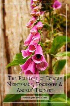 the folklore of deadly nightshade foxgloes and angels trumpet