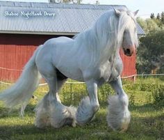 a white horse is walking in the grass near a red building and fenced in area