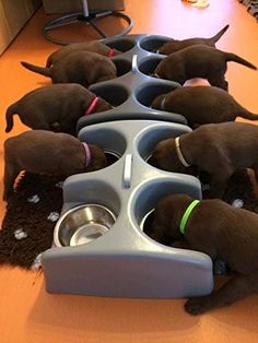 there are many puppies eating out of their bowls