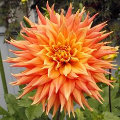 an orange and yellow flower in a garden