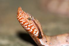 an orange and white snake with spots on it's back end sitting on the ground