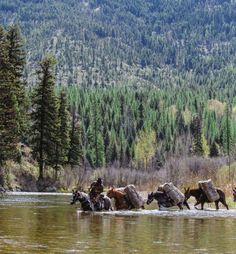 horses are crossing the river in front of some trees and mountains with pine trees behind them