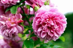 pink flowers are blooming in the garden