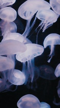 many jellyfish are floating in the water and looking like they're going to eat