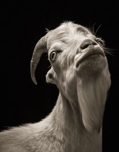 a goat with long horns looking up at the sky in front of a black background