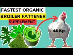 the benefits of broiler fattener supplement for chickens and roosters to gain weight