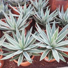 several potted plants with green leaves in them