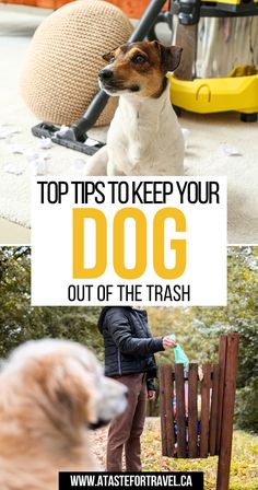 Top Tips to Keep Your Dog Out of the Trash Diy Dog Proof Trash Can, Dog Proof Trash Can, Easy Tricks, Getting A Puppy, Pet Safe, Diy Dog Stuff