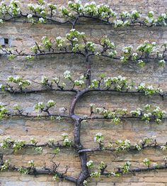 a tree that is growing on the side of a building