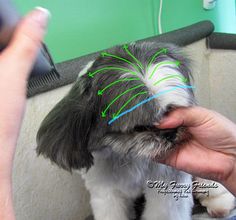 a dog getting his hair cut with green lines on it's forehead and head