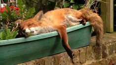 a red fox curled up sleeping in a flower pot with its tail hanging down and it's eyes closed