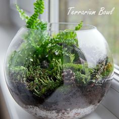 a glass bowl filled with plants on top of a window sill