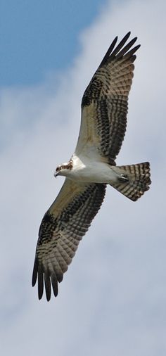 an ostrich flying in the sky with it's wings spread