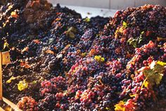 a pile of grapes sitting on top of a wooden crate