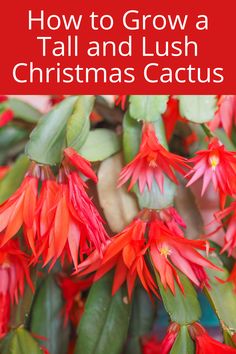 red flowers with the words how to grow a tall and lush christmas cactus on it