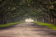 the road is lined with trees covered in spanish moss