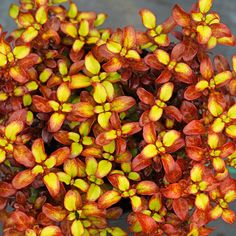 red and yellow flowers with green leaves in the foreground, closeup view from above