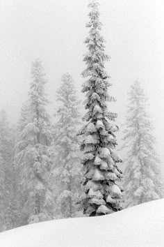 a man riding skis down the side of a snow covered slope next to trees