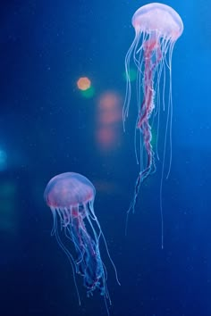 two jellyfish swimming in the ocean at night