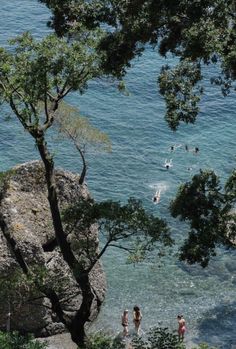 people are swimming in the water near some trees