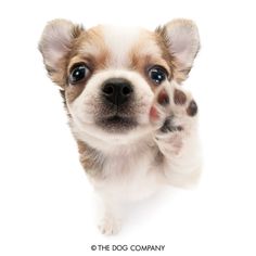 a small brown and white dog standing on its hind legs with it's paws up