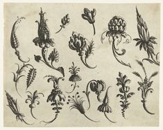 an old drawing of various flowers and plants