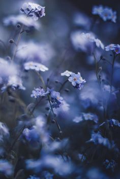 blue and white flowers with blurry background