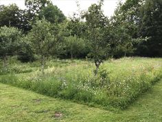 an open field with trees and flowers in it