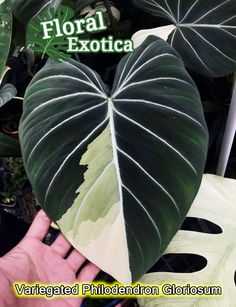 a person holding a large green leaf in front of a plant with the words floral exotica written on it