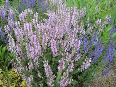 purple flowers are blooming in the garden