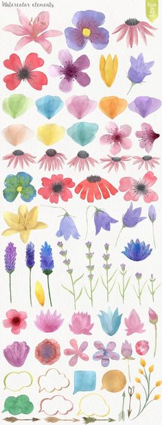 watercolor flowers are shown in different colors and sizes, including pinks, purples,