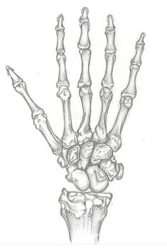 a drawing of the hand and bones