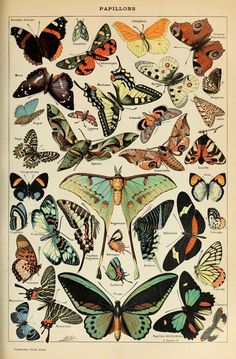 an old book with many different types of butterflies