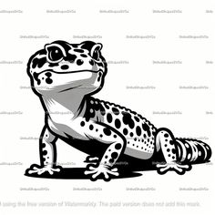 a black and white frog with spots on it's body, sitting in the middle of