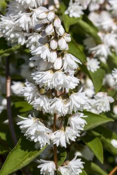 white flowers with green leaves in the background