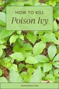 green leaves with the words how to kill poison ivy