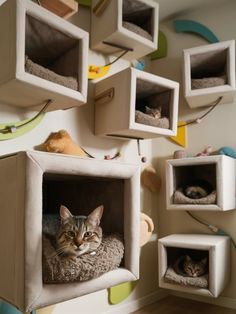 there is a cat that is laying in a small bed on the floor next to other cats