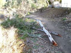 a fallen tree laying on the side of a dirt road