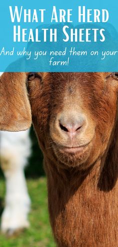 a goat with the words, what are herd health sheets? and why you need them on your farm