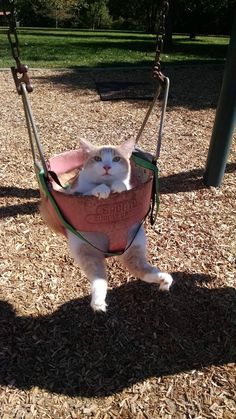 a cat sitting in a hammock on top of a swing with the caption, i think you need more coffee you left the baby at home