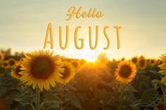 sunflowers with the words hello august in front of them royalty images and stock photos