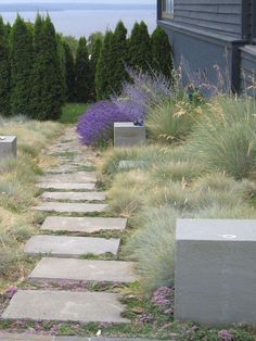 a stone path in the middle of a garden with lavenders and grass on either side