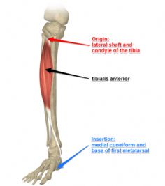 the muscles are labeled in this diagram