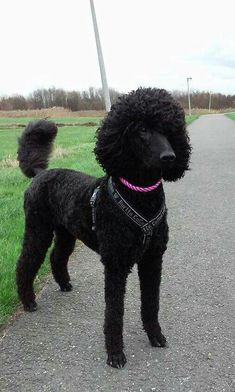 a black poodle standing on the side of a road next to a green field