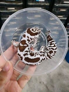 a hand holding a small toy animal in a plastic container