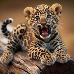 a small leopard cub sitting on top of a tree stump with its mouth open and it's teeth wide open